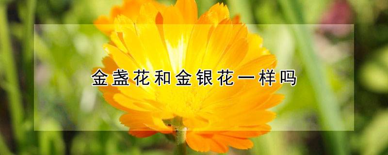 金盏花和金银花一样吗