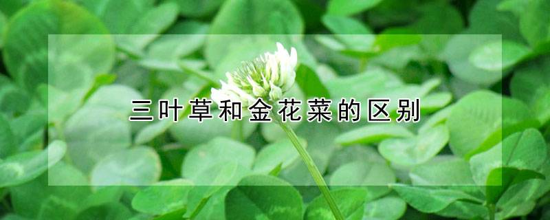 三叶草和金花菜的区别