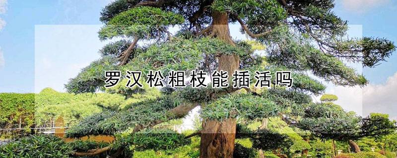 罗汉松粗枝能插活吗