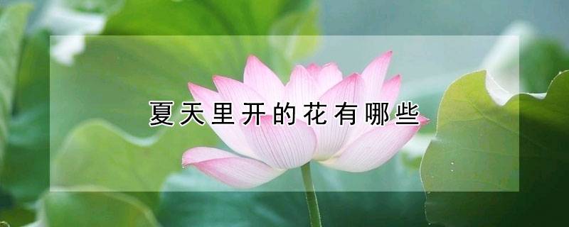 夏天里开的花有哪些