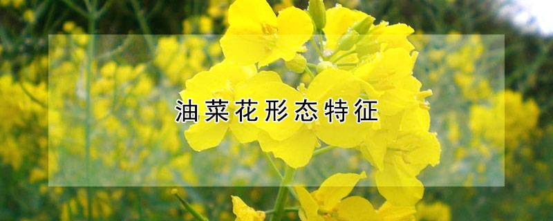油菜花形态特征