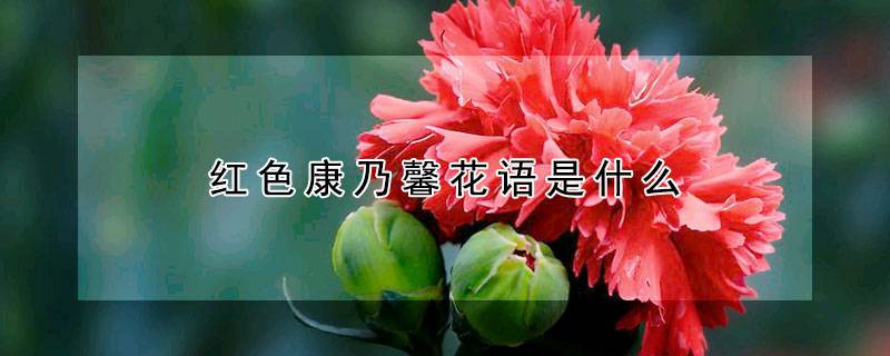 红色康乃馨花语是什么