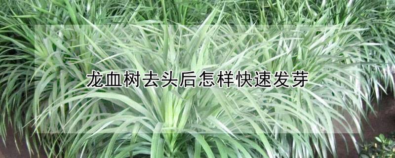 龙血树去头后怎样快速发芽