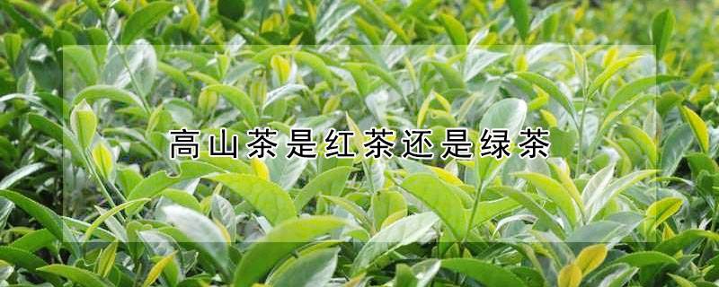 高山茶是红茶还是绿茶