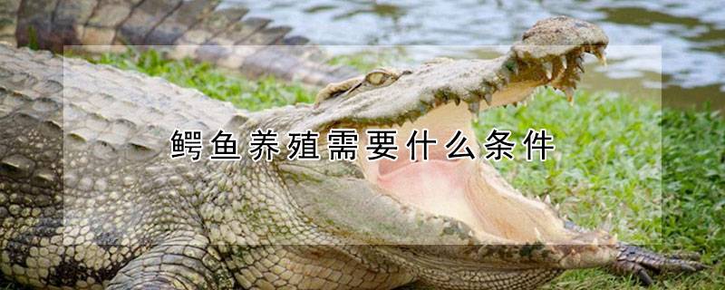 鳄鱼养殖需要什么条件