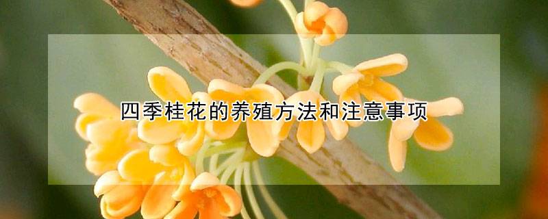 四季桂花的养殖方法和注意事项