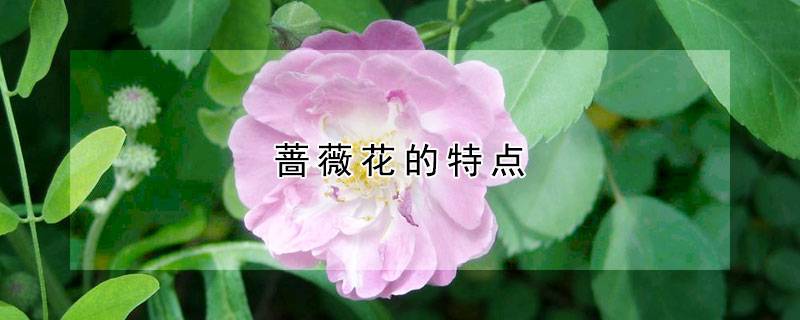 蔷薇花的特点
