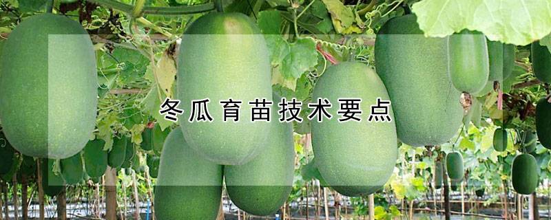 冬瓜育苗技术要点