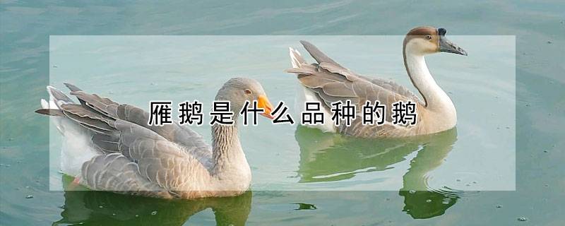 雁鹅是什么品种的鹅