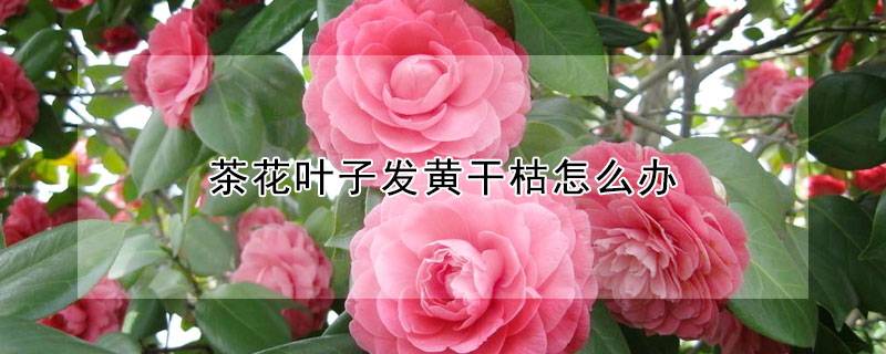 茶花叶子发黄干枯怎么办