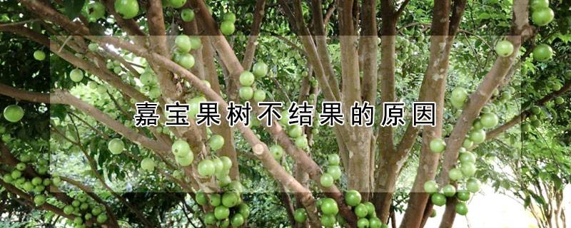 嘉宝果树不结果的原因