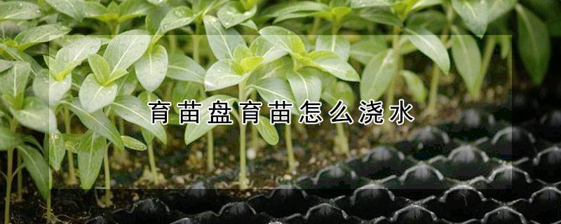 育苗盘育苗怎么浇水
