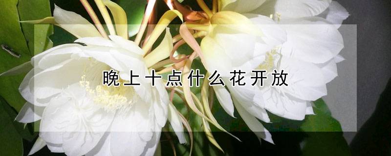 晚上十点什么花开放