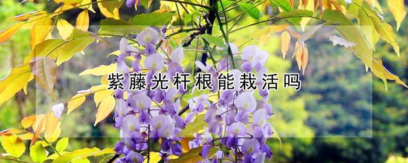 紫藤光杆根能栽活吗
