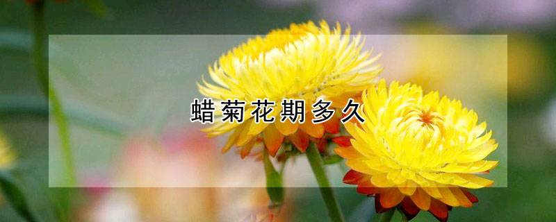 蜡菊花期多久