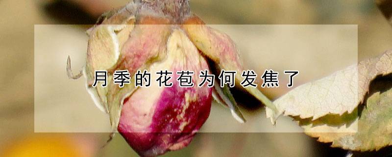 月季的花苞为何发焦了