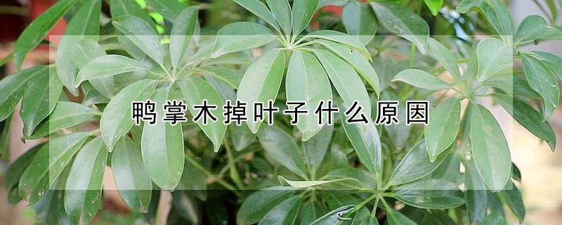 鸭掌木掉叶子什么原因