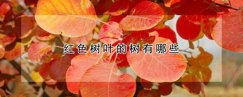 红色树叶的树有哪些