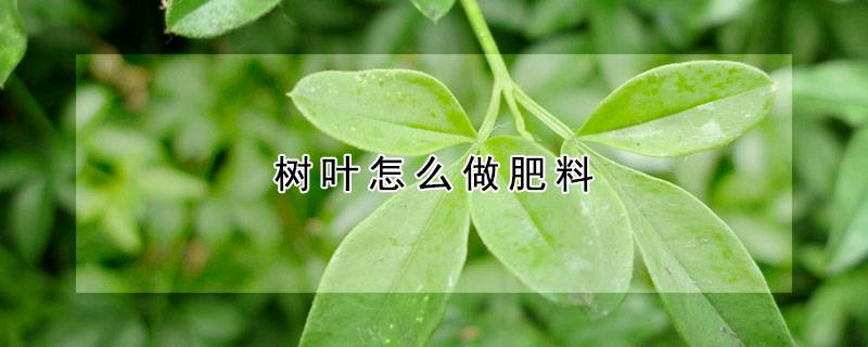 树叶怎么做肥料
