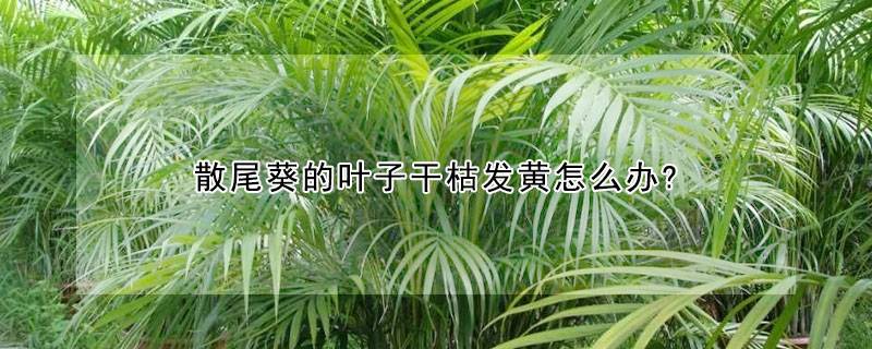 散尾葵的叶子干枯发黄怎么办?
