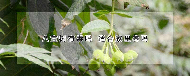 八宝树有毒吗 适合家里养吗