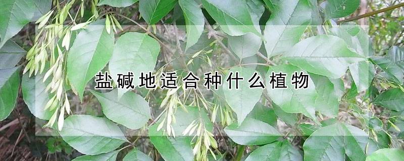盐碱地适合种什么植物
