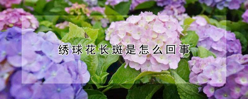绣球花长斑是怎么回事