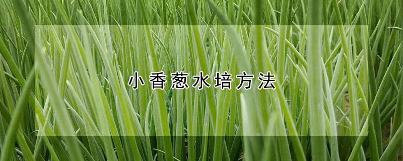 小香葱水培方法