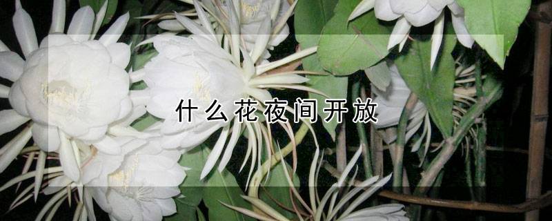 什么花夜间开放