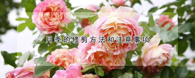 月季的修剪方法和注意事项