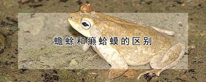 蟾蜍和癞蛤蟆的区别