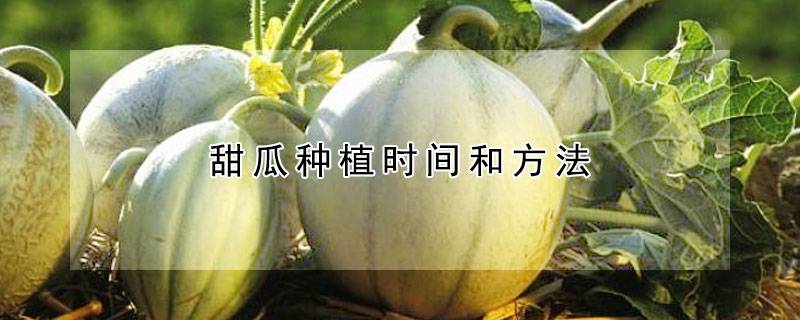 甜瓜种植时间和方法