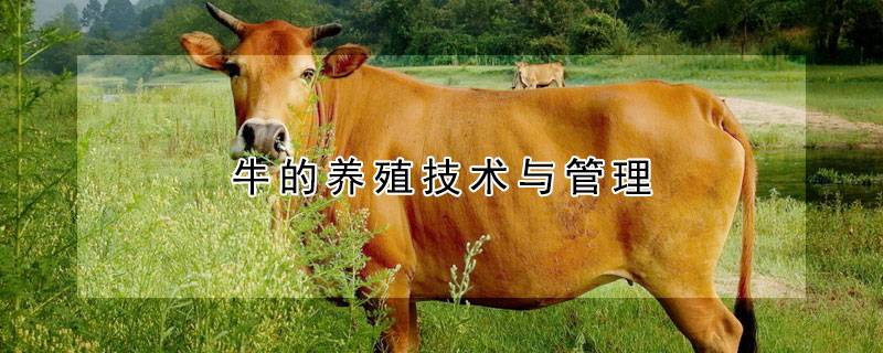 牛的养殖技术与管理