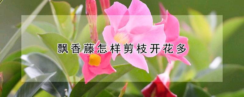 飘香藤怎样剪枝开花多