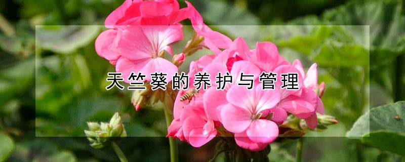 天竺葵的养护与管理