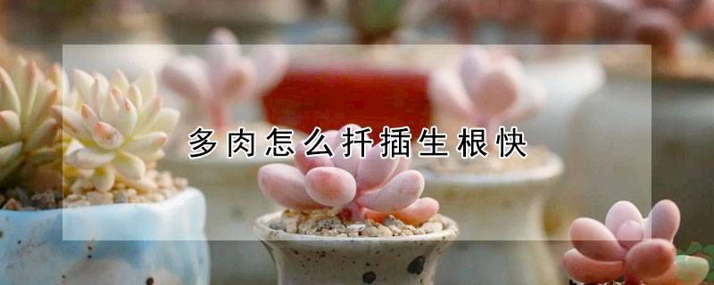多肉怎么扦插生根快