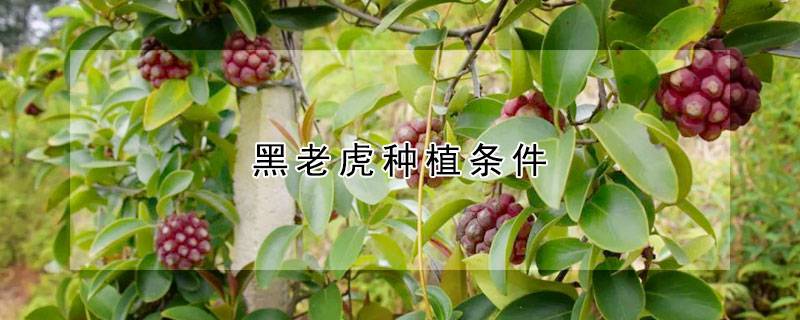 黑老虎种植条件