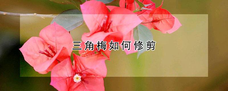 三角梅如何修剪