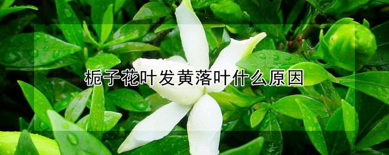 栀子花叶发黄落叶什么原因