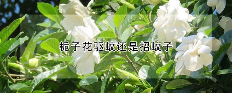 栀子花驱蚊还是招蚊子