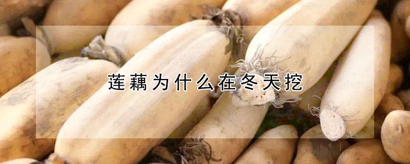 莲藕为什么在冬天挖