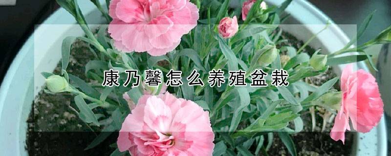 康乃馨怎么养殖盆栽
