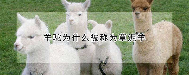 羊驼为什么被称为草泥羊