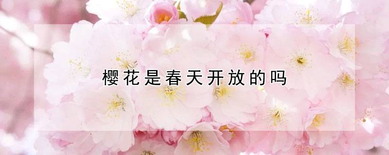 樱花是春天开放的吗