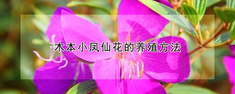 木本小凤仙花的养殖方法