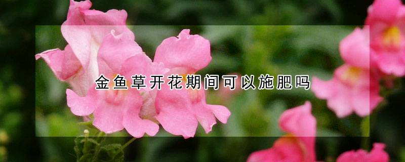 金鱼草开花期间可以施肥吗