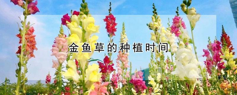 金鱼草的种植时间