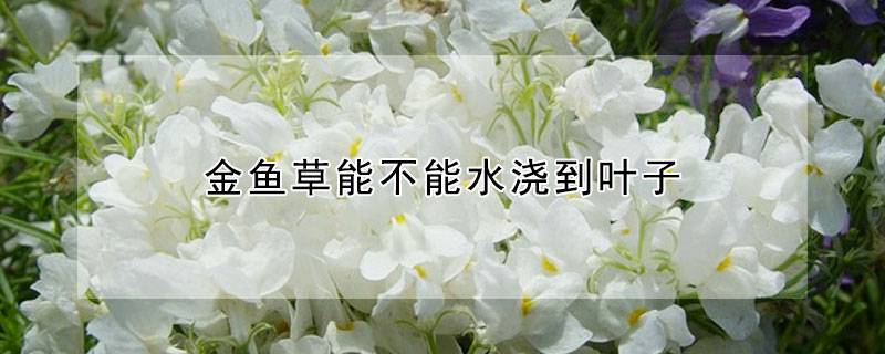 金鱼草能不能水浇到叶子
