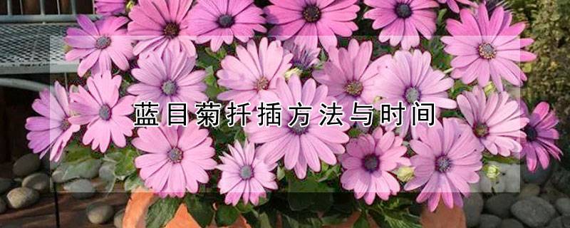 蓝目菊扦插方法与时间
