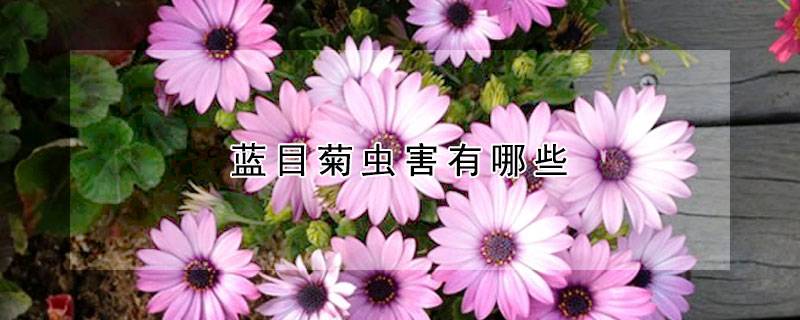 蓝目菊虫害有哪些